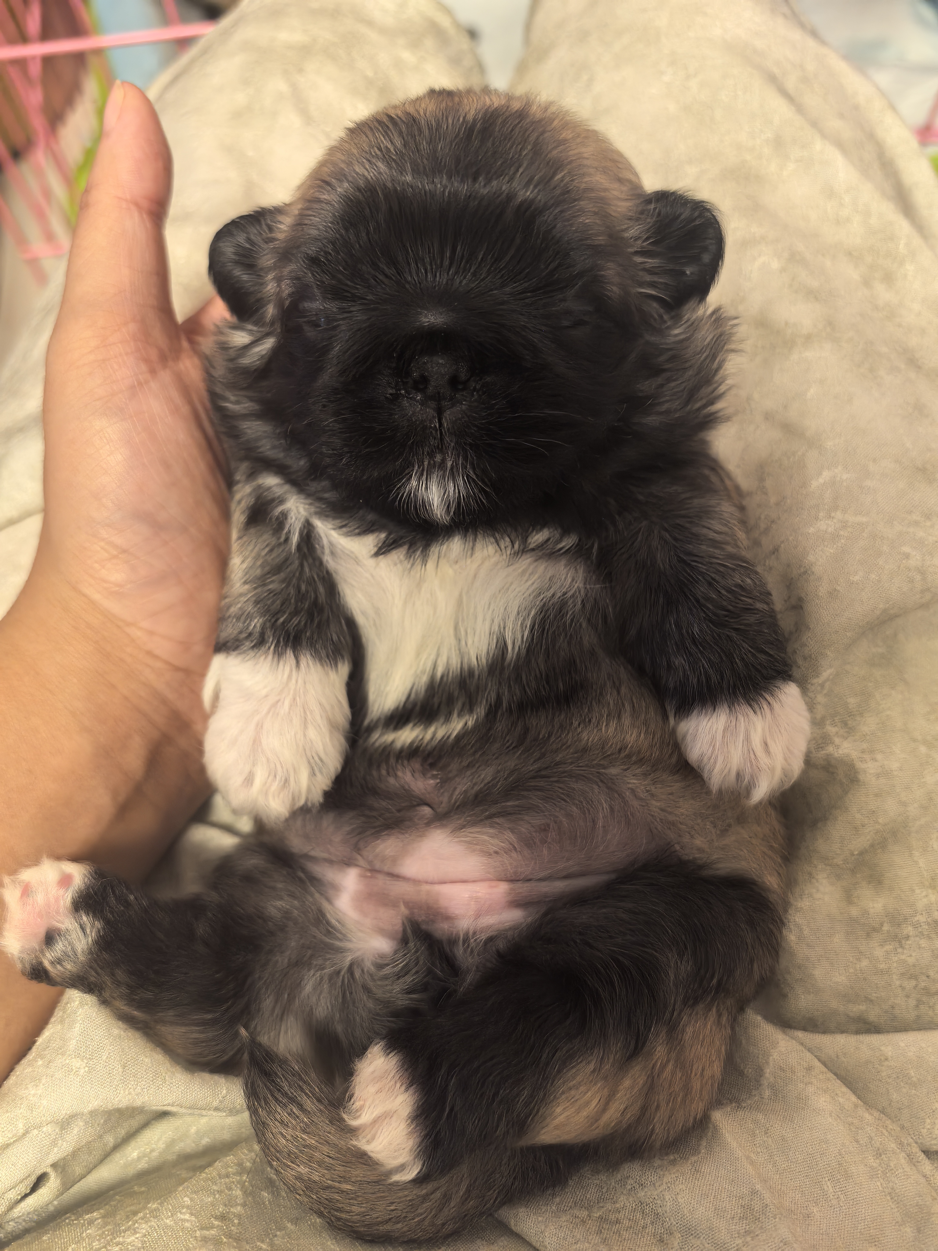 纯种北京犬不是京巴